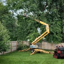 How Our Tree Care Process Works  in  Forest Park, IL