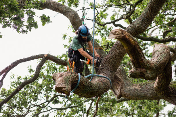 Best Tree Maintenance Programs  in Forest Park, IL
